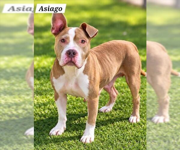 Medium Photo #1 American Pit Bull Terrier Puppy For Sale in Derwood, MD, USA