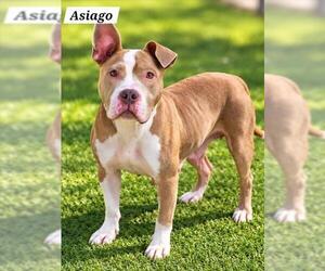 American Pit Bull Terrier Dogs for adoption in Derwood, MD, USA