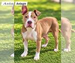 *ASIAGO - Female American Pit Bull Terrier Dog for Adoption - Small photo