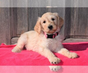 Goldendoodle Puppy for sale in COSHOCTON, OH, USA