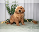 Puppy Harper Golden Retriever