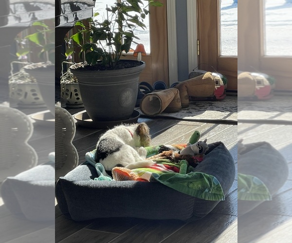 Medium Photo #5 Wire Fox Terrier Puppy For Sale in MUNFORD, TN, USA