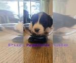 Small Photo #29 English Shepherd Puppy For Sale in NEW CASTLE, IN, USA
