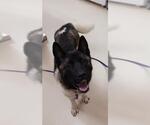 Small Akita