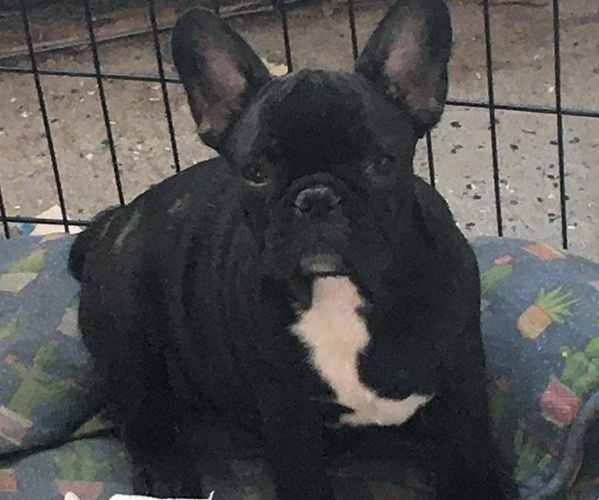 Medium Photo #6 French Bulldog Puppy For Sale in JACKSON, NJ, USA
