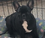 Small Photo #6 French Bulldog Puppy For Sale in JACKSON, NJ, USA