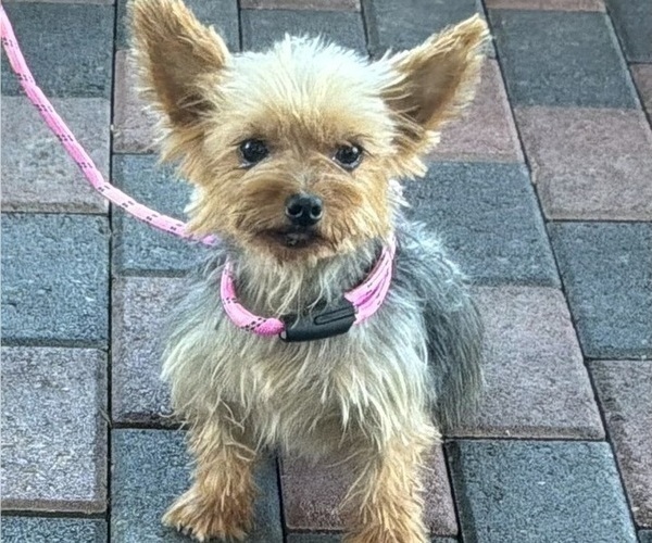 Medium Photo #1 Yorkshire Terrier Puppy For Sale in MANSFIELD, MO, USA