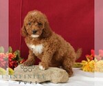 Small #2 Goldendoodle
