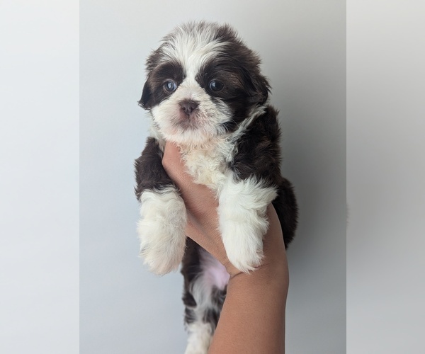 Medium Photo #1 Shih Tzu Puppy For Sale in LUGOFF, SC, USA
