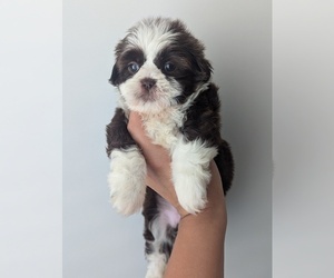 Medium Shih Tzu