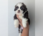 Puppy Kate Spade Shih Tzu