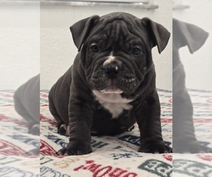 American Bully Puppy for sale in NORTH PORT, FL, USA