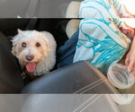 Small #6 Maltese Mix