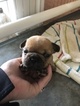Small Photo #1 French Bulldog Puppy For Sale in ALBUQUERQUE, NM, USA