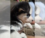 Small Photo #3 Alaskan Husky Puppy For Sale in GATESVILLE, TX, USA