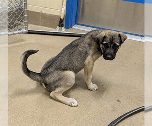 German Shepherd Dog-Unknown Mix Dogs for adoption in Anchorage, AK, USA