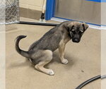 Small German Shepherd Dog Mix