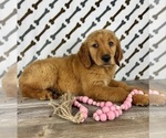 Small #2 Golden Retriever