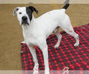 Great Dane-Unknown Mix Dogs for adoption in Tallahassee, FL, USA