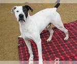 Small Great Dane Mix