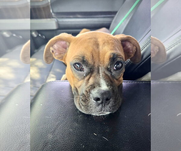 Medium Photo #1 Boxer Puppy For Sale in Dumont, NJ, USA