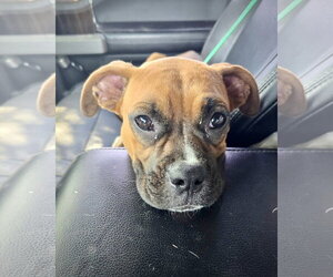 Boxer Dogs for adoption in Dumont, NJ, USA