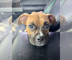 Small Boxer