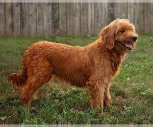 Mother of the Goldendoodle (Miniature) puppies born on 11/29/2025