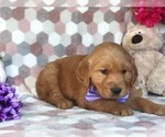 Small Photo #7 Golden Retriever Puppy For Sale in CLAY, PA, USA