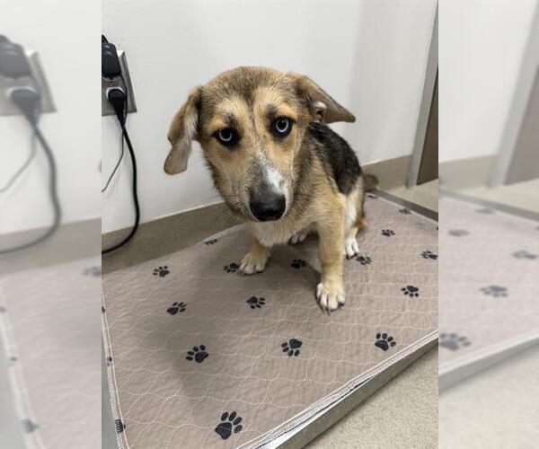 Medium Photo #1 Black Mouth Cur-Cardigan Welsh Corgi Mix Puppy For Sale in Baytown, TX, USA
