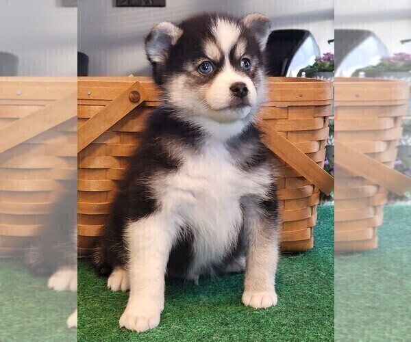Medium Photo #11 Pomsky Puppy For Sale in DELAWARE, OH, USA