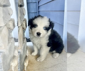 Australian Shepherd Puppy for sale in LODA, IL, USA