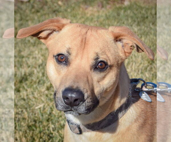 Medium Photo #1 Boxer-Unknown Mix Puppy For Sale in Huntley, IL, USA
