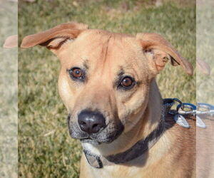 Boxer-Unknown Mix Dogs for adoption in Huntley, IL, USA