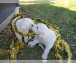 Small Photo #2 Great Pyrenees Puppy For Sale in WILLIAMSTOWN, KY, USA