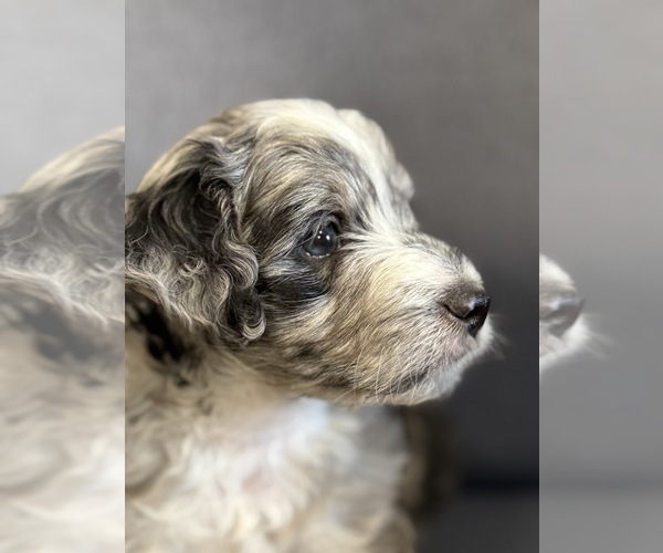 Medium Photo #6 Golden Mountain Doodle  Puppy For Sale in JIM FALLS, WI, USA