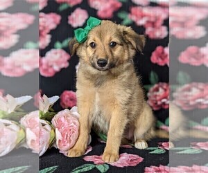 Shetland Sheepdog-Unknown Mix Puppy for sale in PEACH BOTTOM, PA, USA