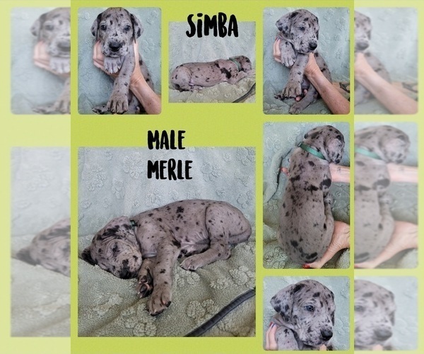 Medium Photo #4 Great Dane Puppy For Sale in CORONA, CA, USA