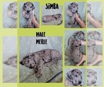 Small Photo #4 Great Dane Puppy For Sale in CORONA, CA, USA