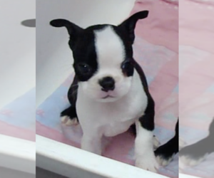 Boston Terrier Puppy for sale in CRKD RVR RNCH, OR, USA