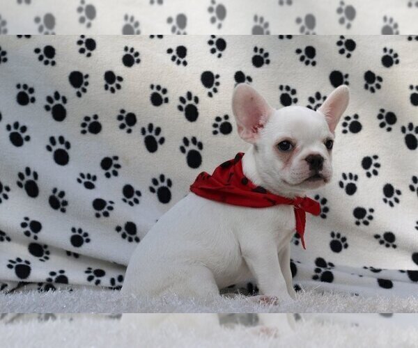 Medium Photo #3 French Bulldog Puppy For Sale in CORAL GABLES, FL, USA