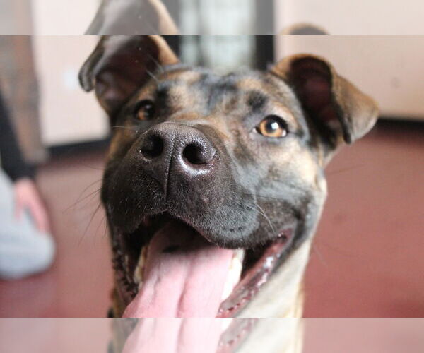 Medium Photo #3 Black Mouth Cur-Unknown Mix Puppy For Sale in Chestertown, MD, USA