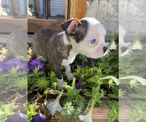 Medium Photo #2 Boston Terrier Puppy For Sale in FREDONIA, KS, USA