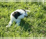 Small #6 Miniature Bernedoodle