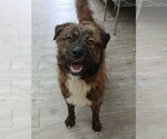 Small #4 Mutt