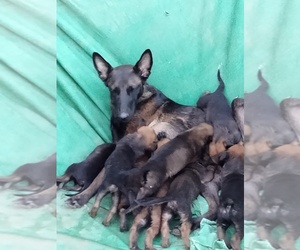 Belgian Malinois Puppy for sale in MERCED, CA, USA