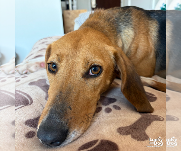 Medium Photo #6 Treeing Walker Coonhound-Unknown Mix Puppy For Sale in Washington, DC, USA