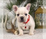 Small #1 French Bulldog