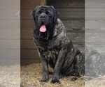 Small Photo #1 Mastiff Puppy For Sale in ANDREWS, IN, USA