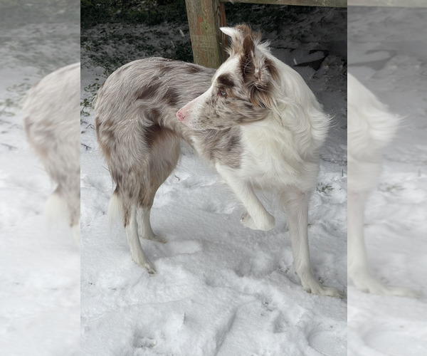 Medium Photo #1 Border Collie Puppy For Sale in FLORENCE, SC, USA